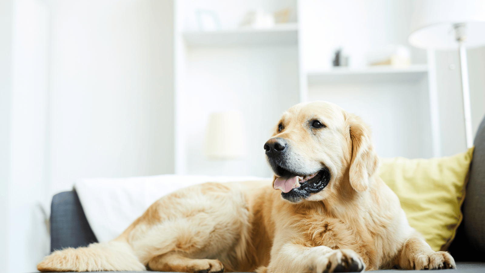 Are Dog Wellness Plans Worth the Investment? Everything You Need to Know about Pet Wellness Plans